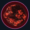 Ball of Meat