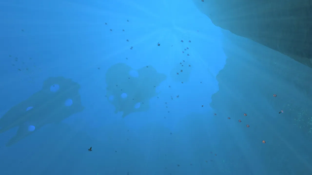 ジェリースピナー(Jelly Spinner)の画像