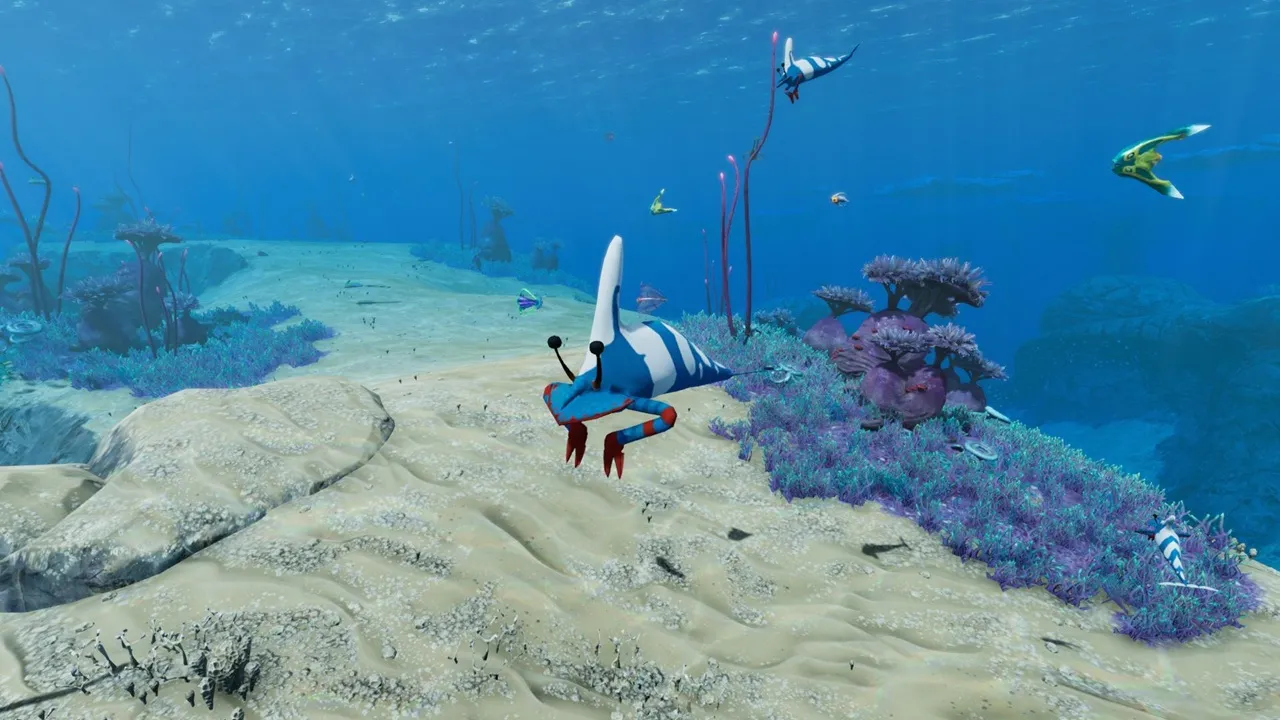 サファイアクラウンピンチャー（Sapphire Clown Pincher）の画像