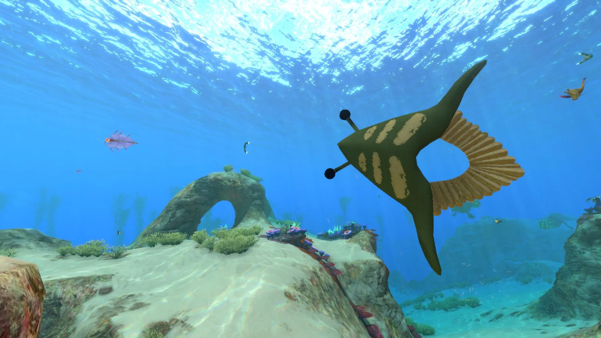 トライアングルフィッシュ(Trianglefish)の画像